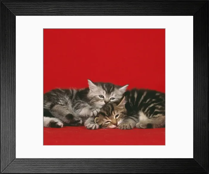 Framed Print : Cat - 2 kittens