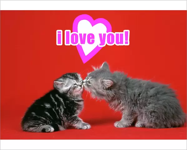 Cat Kittens kissing under a valentines heart