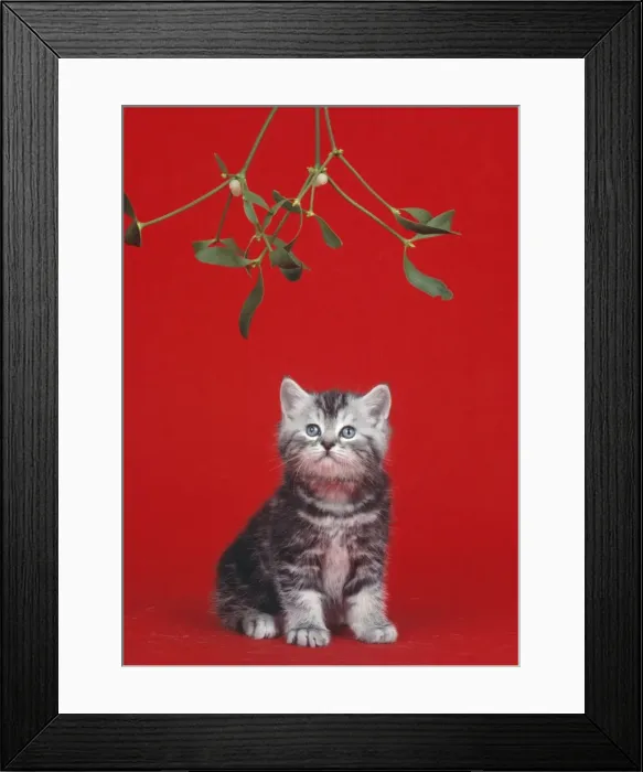 Framed Print : Cat Kitten under the mistletoe at Christmas Framed Print : Cat Kitten under the mistletoe at Christmas