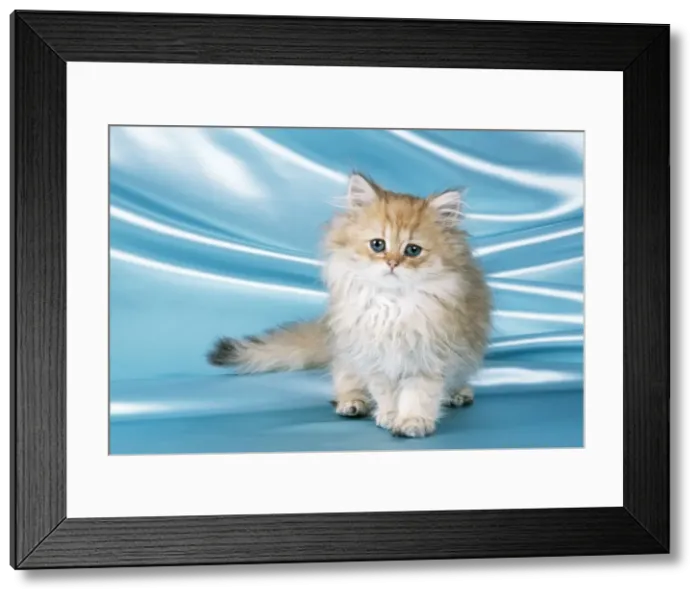 Framed Print : Chinchilla Cat Kitten Framed Print : Chinchilla Cat Kitten