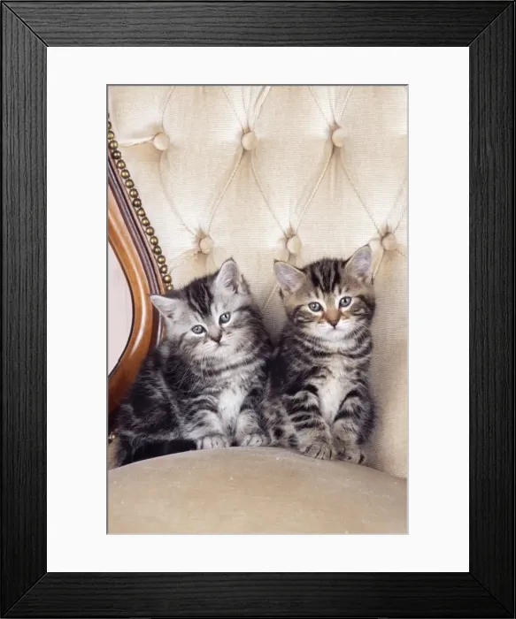 Framed Print : Cat - two kittens sitting on chair