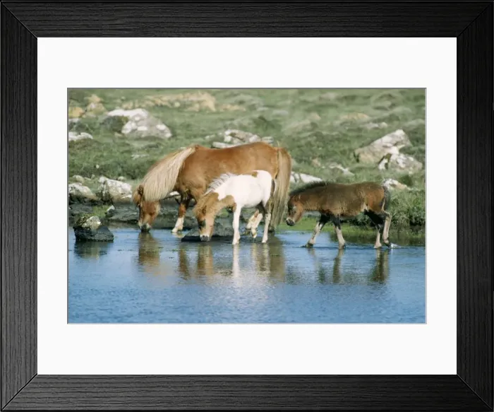 Framed Print : Shetland Pony - mare & foals Framed Print : Shetland Pony - mare & foals