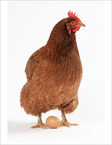 Chicken & egg