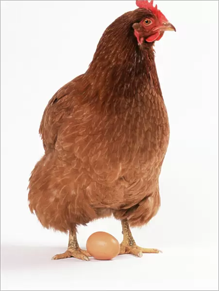Chicken & egg