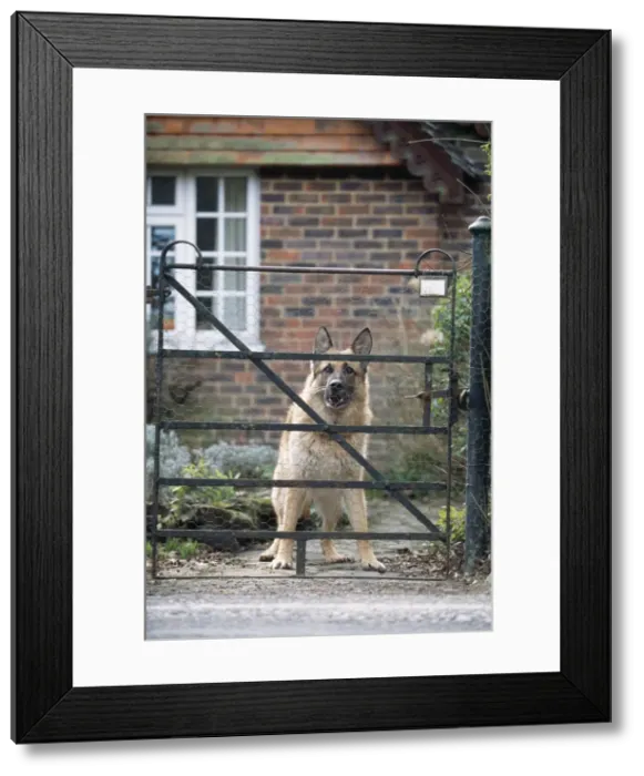 Framed Print : German Shepherd Dog - aggressive, at gate Framed Print : German Shepherd Dog - aggressive, at gate