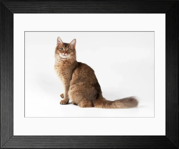 Framed Print : Somali Chocolate Cat Framed Print : Somali Chocolate Cat