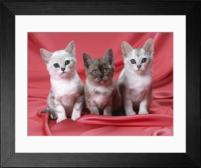 Framed Print : Burmilla Cat - kittens Framed Print : Burmilla Cat - kittens