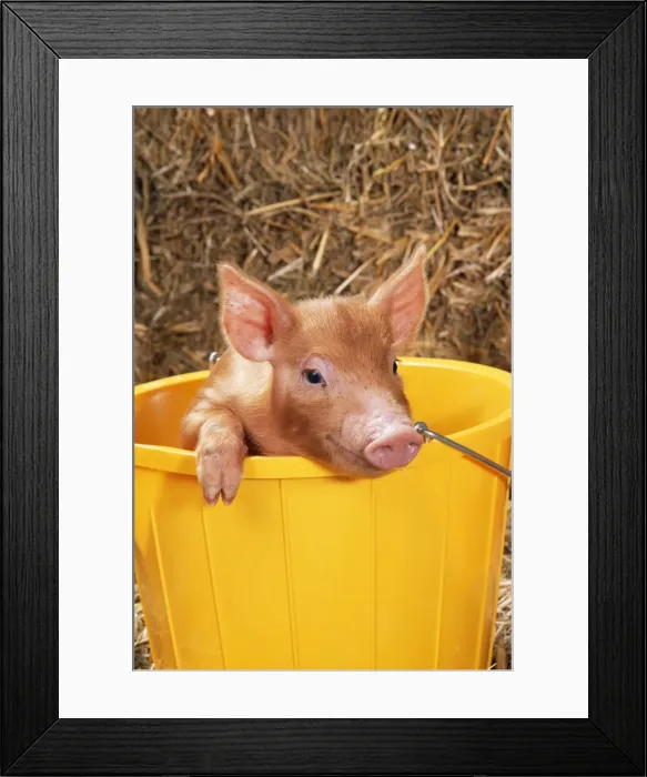 Framed Print : Tamworth Pig Piglet in bucket Framed Print : Tamworth Pig Piglet in bucket