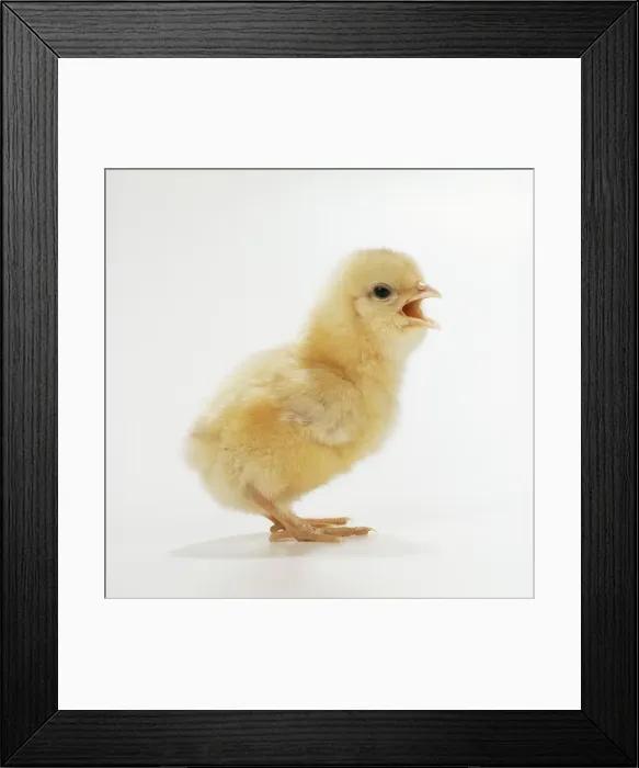 Framed Print : Chicken Chick