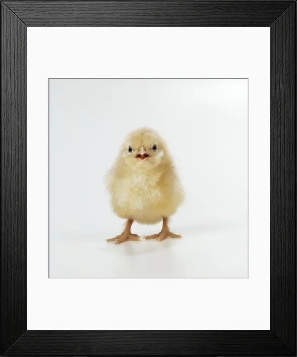 Framed Print : Chicken Chick Framed Print : Chicken Chick