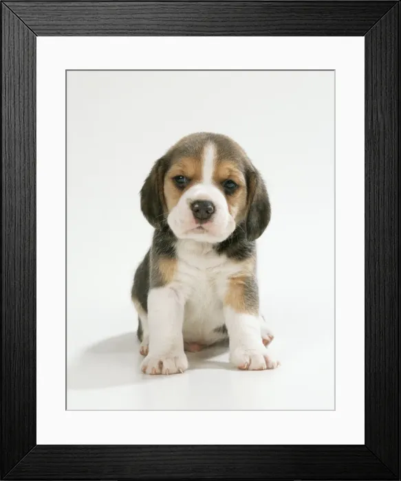 Framed Print : Beagle Dog Puppy Framed Print : Beagle Dog Puppy