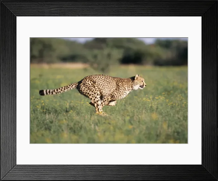 Framed Print : Cheetah Running, sequence 1 B Framed Print : Cheetah Running, sequence 1 B