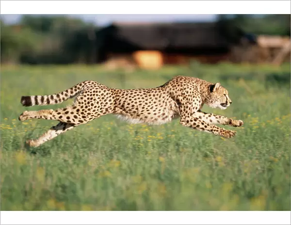 Cheetah Running, sequence 1 C