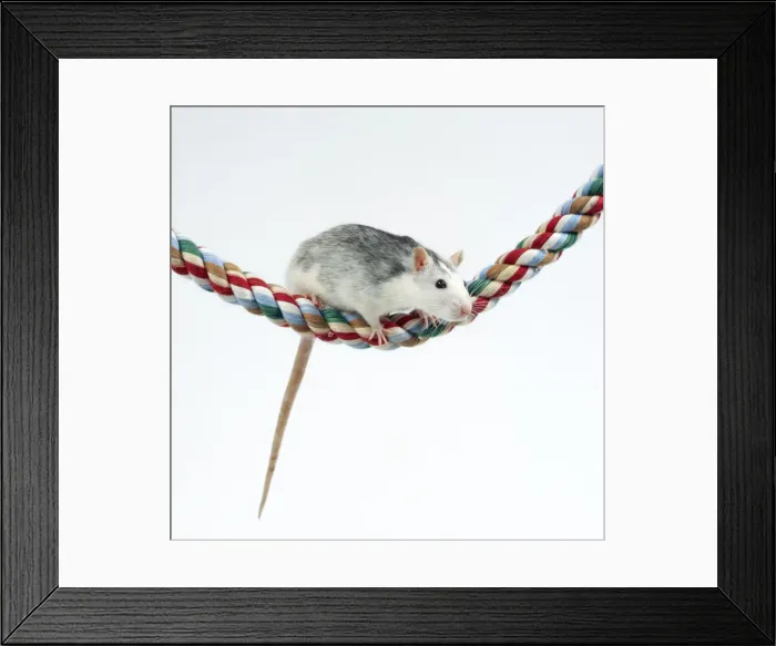 Framed Print : Pet Rat On rope Framed Print : Pet Rat On rope