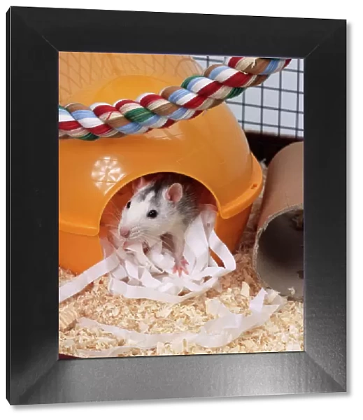 Pet Rat In house  /  bed