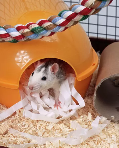 Pet Rat In house  /  bed
