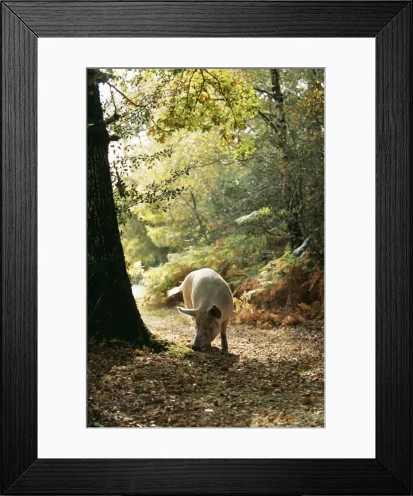 Framed Print : Free Range Pig Foraging in New Forest, UK Framed Print : Free Range Pig Foraging in New Forest, UK