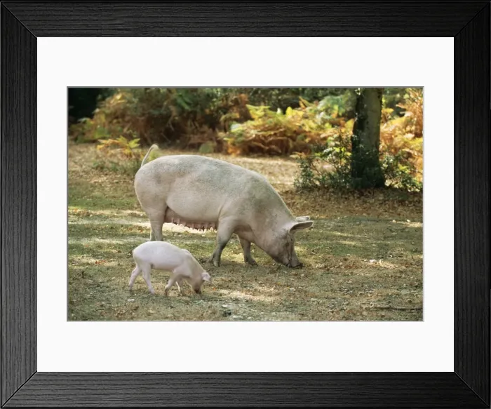 Framed Print : Free Range Pig with piglet foraging in New Forest, UK Framed Print : Free Range Pig with piglet foraging in New Forest, UK