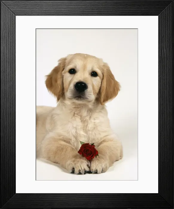 Framed Print : Golden Retriever Dog Puppy with rose Framed Print : Golden Retriever Dog Puppy with rose