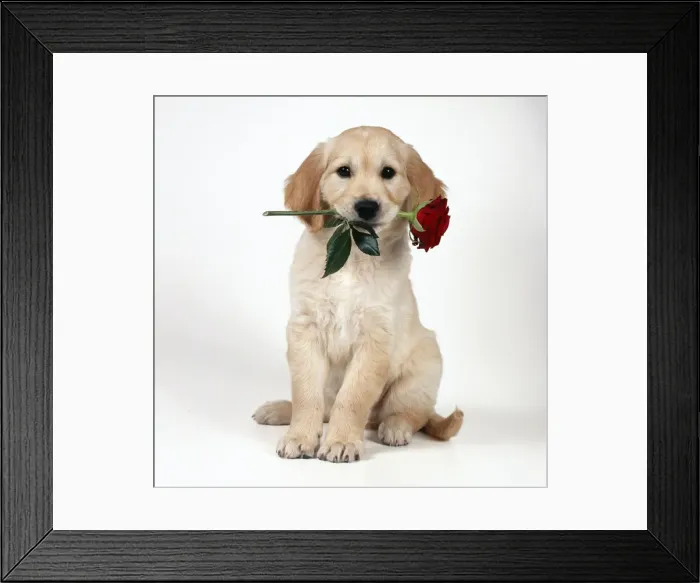 Framed Print : Golden Retriever Dog Puppy with rose in its mouth Framed Print : Golden Retriever Dog Puppy with rose in its mouth
