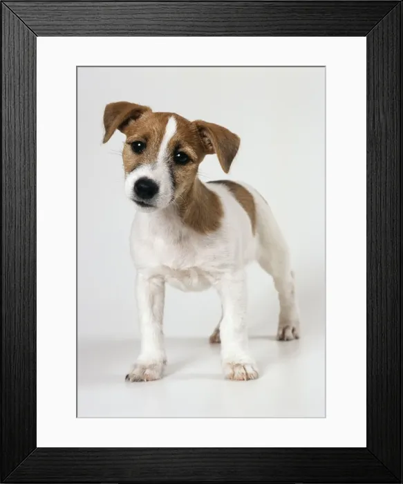 Framed Print : Jack Russell Terrier Dog Puppy