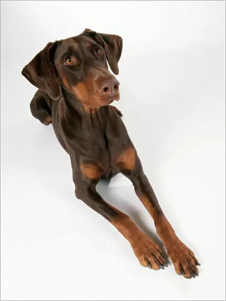 Dobermann Dog