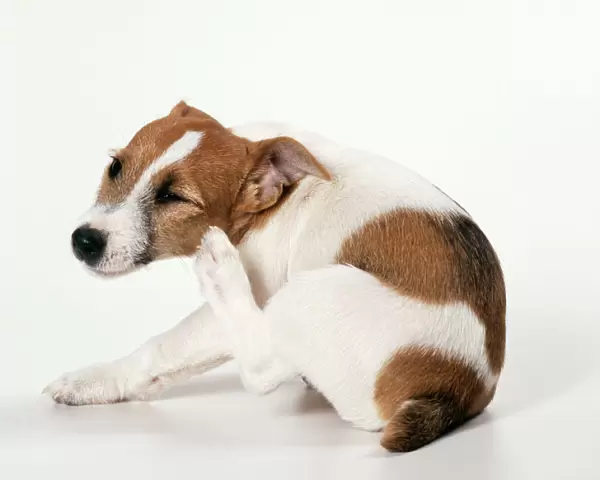 Jack Russell Terrier Dog Puppy scratching itself