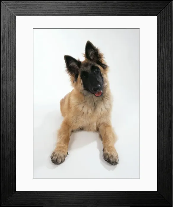 Framed Print : Tervuren Dog Puppy Framed Print : Tervuren Dog Puppy