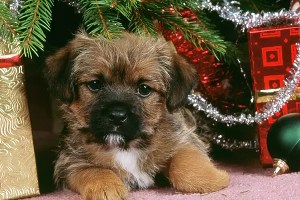 Border Terrier Dog - puppy under Christmas tree