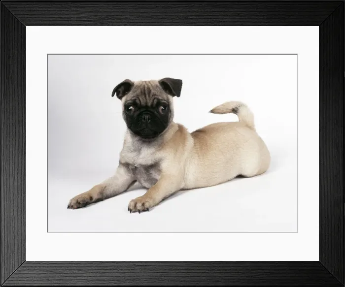 Framed Print : Pug Dog Puppy