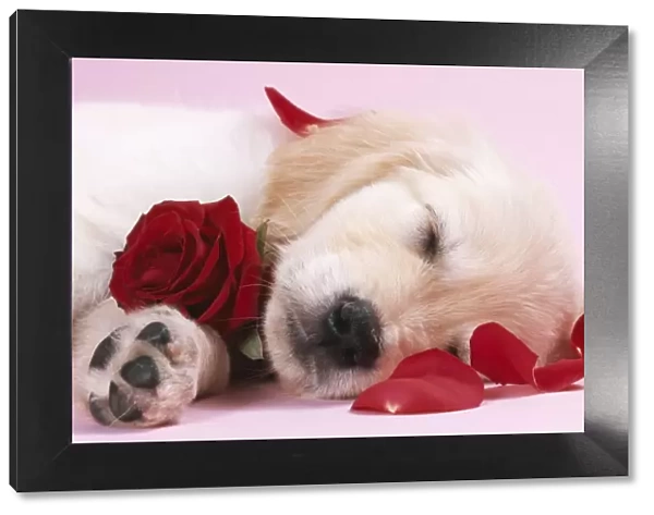 Golden Retriever Dog Puppy asleep with rose & petals
