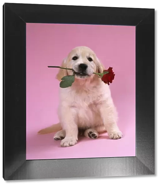 Golden Retriever Dog Puppy with rose in its mouth
