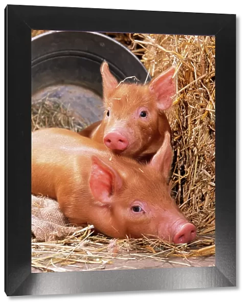 Tamworth Pig Piglets in bucket