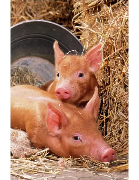 Tamworth Pig Piglets in bucket