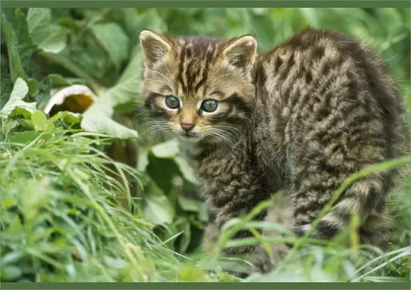 European Wild Cat - kittens