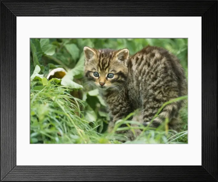 Framed Print : European Wild Cat - kittens