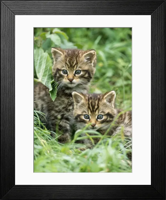 Framed Print : European Wild Cat - kittens Framed Print : European Wild Cat - kittens