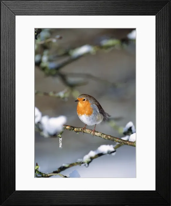 Framed Print : Robin - on snow covered branch Framed Print : Robin - on snow covered branch