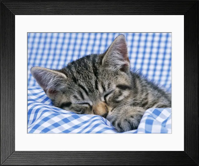Framed Print : Cat Tabby kitten asleep on gingham Framed Print : Cat Tabby kitten asleep on gingham