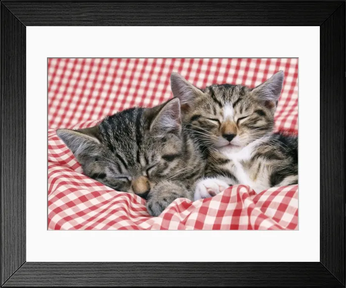 Framed Print : Cat Tabby kittens asleep on gingham Framed Print : Cat Tabby kittens asleep on gingham