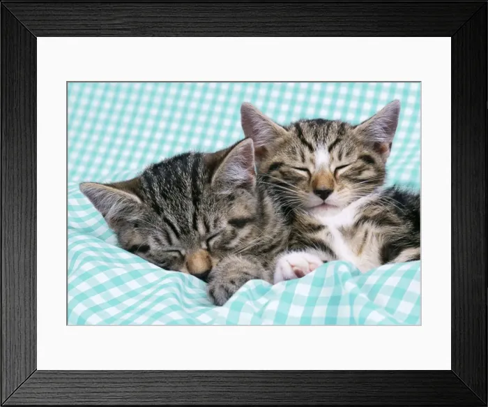 Framed Print : Cat Tabby kittens asleep on gingham Framed Print : Cat Tabby kittens asleep on gingham