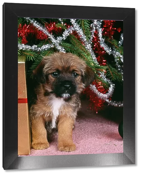 Border Terrier Dog Puppy under christmas tree