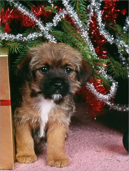 Border Terrier Dog Puppy under christmas tree