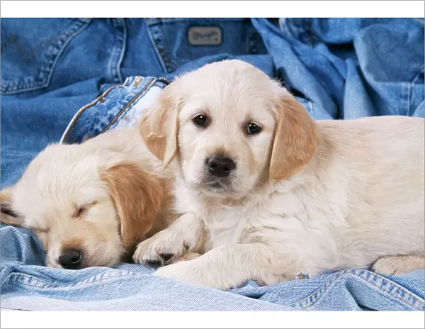 Golden Retriever Dog Puppies on denim jeans