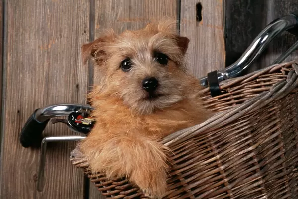 Border Terrier Dog In basket on bicycle