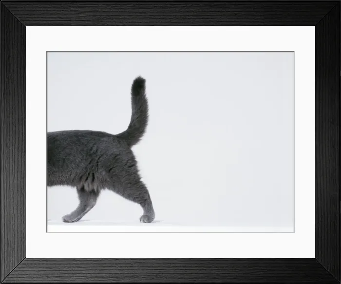 Framed Print : Cat Walking sequence G8 Framed Print : Cat Walking sequence G8