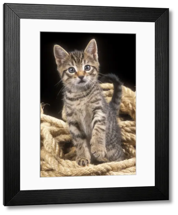 Framed Print : Cat Tabby Kitten in rope