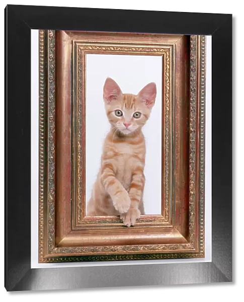 Cat Ginger kitten looking through picture frame
