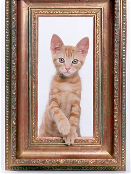 Cat Ginger kitten looking through picture frame