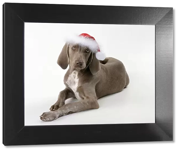 Dog Weimaraner dog wearing Christmas hat